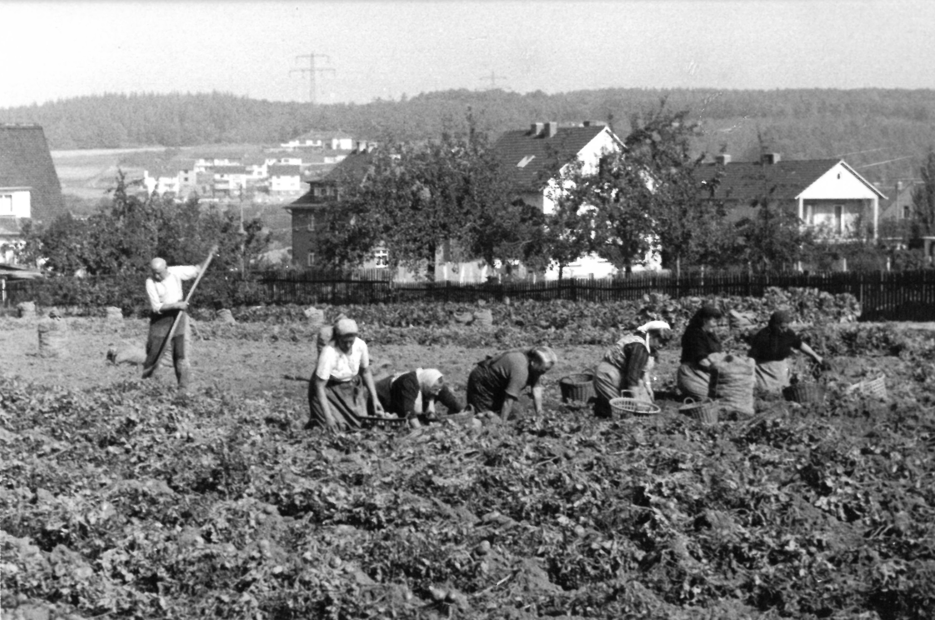 Feldarbeit, Kartoffelernte in der Nachkriegszeit.