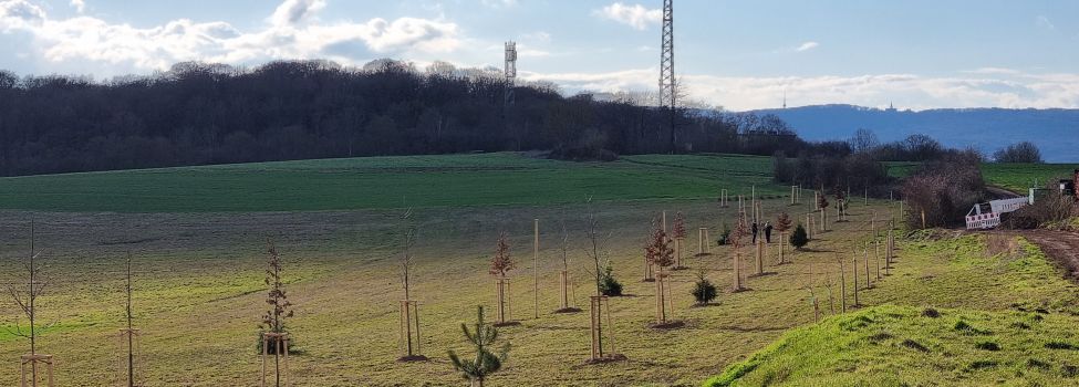 Das neue Hain am Eichberg. Im Hintergrund der Eichwald und der Herkules.