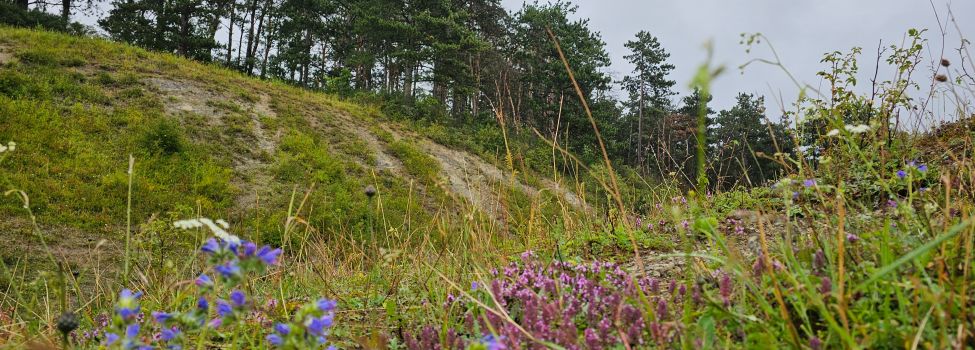 Der vielfältig bewachsene Kalkberg, im Hintergrund der artenarme Kiefernwald.