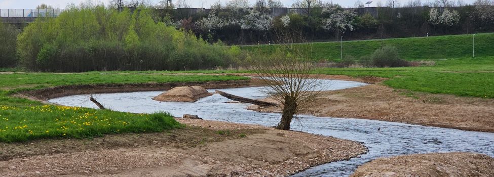 Die neu angelegte Niesteaue, mit kleinen Inseln und viel Platz für die Ansiedlung und Ausbreitung heimischer Tier- und Pflanzenarten. 
