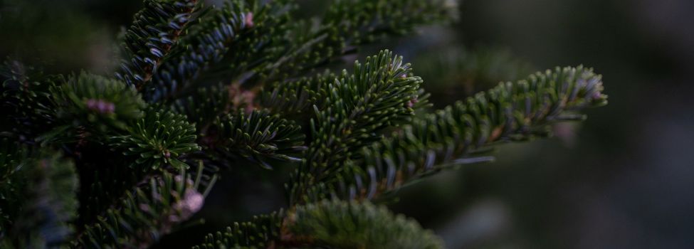 Nahaufnahme der Zweige eines Weihnachtsbaums