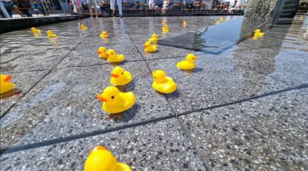 Die Enten sorgten für reichlich Spaß im Brunnen.