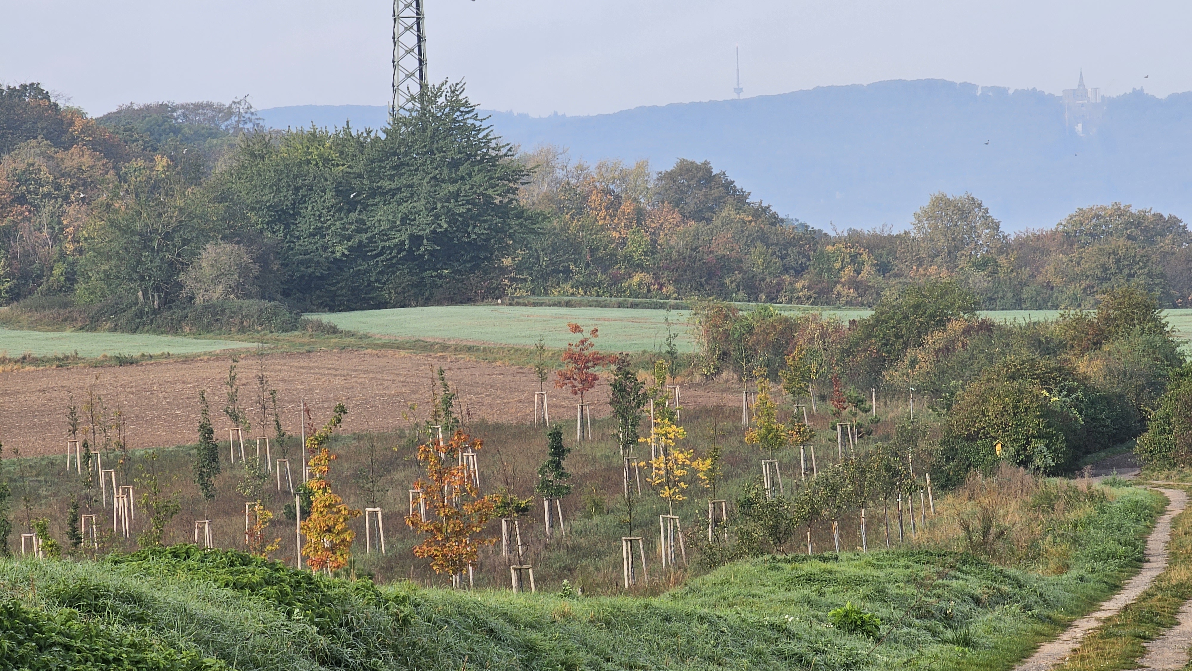 Der nahe Hain am Eichberg zeigt sich in herbstlicher Farbenpracht.