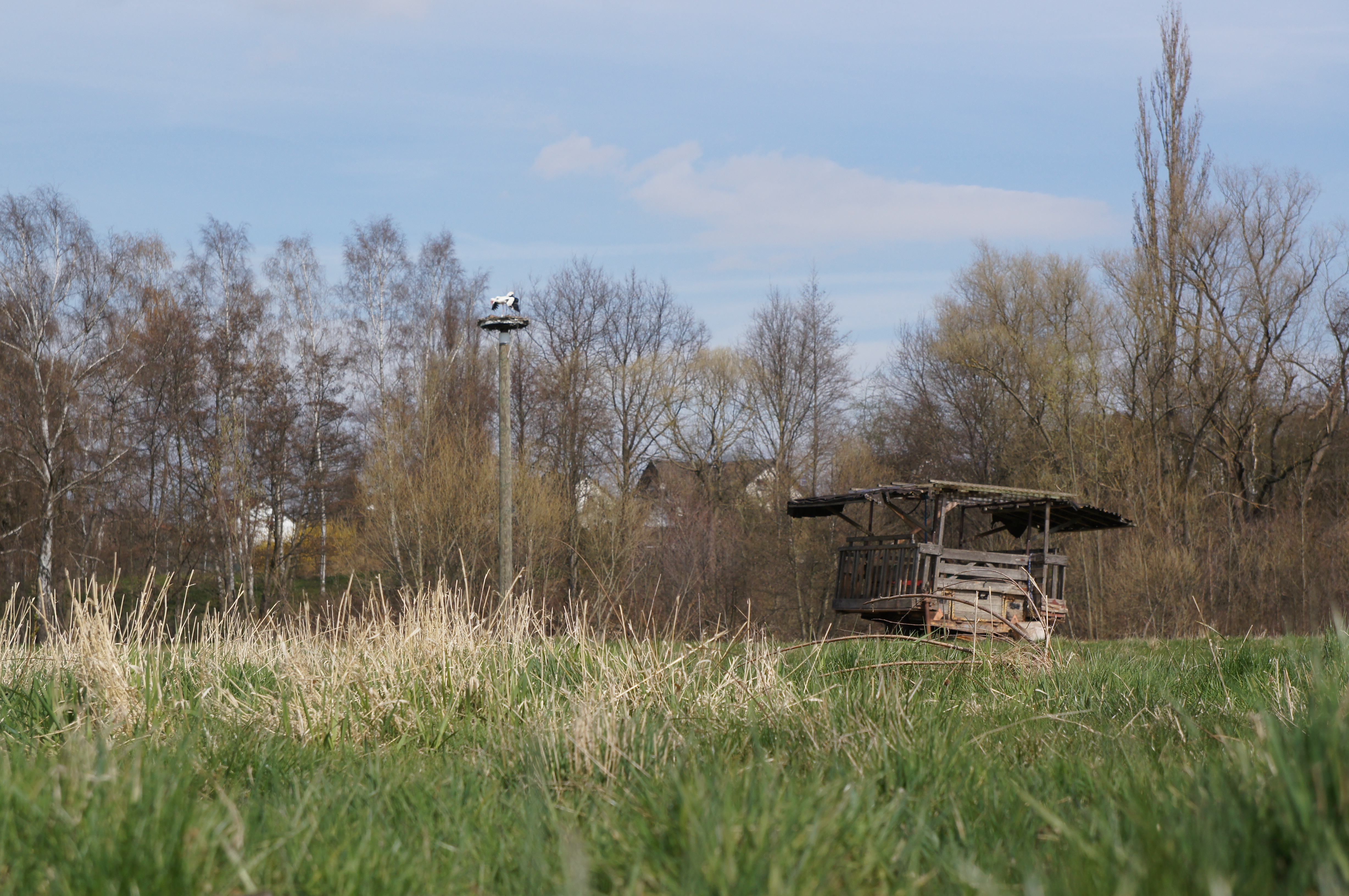 Viele Tiere leben in der Niesteaue und brauchen, vor allem in der Brutzeit, einen ruhigen und ungestörten Platz für die Aufzucht der Jungen.