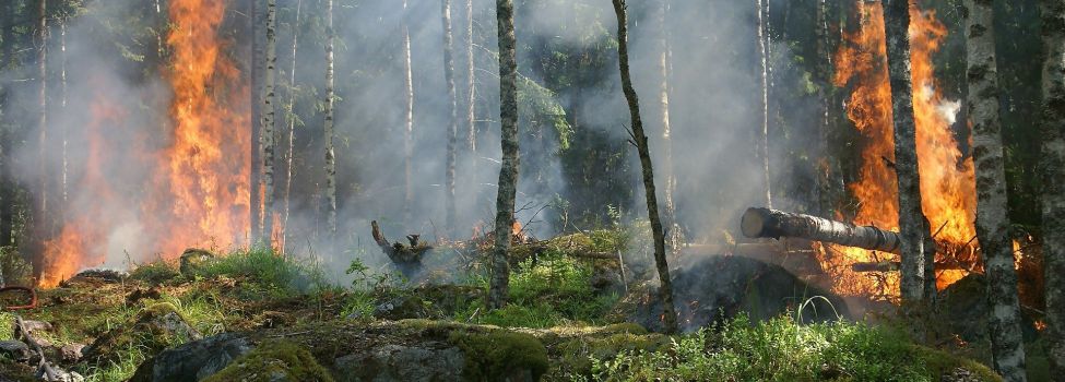 Beispielbild Waldbrand