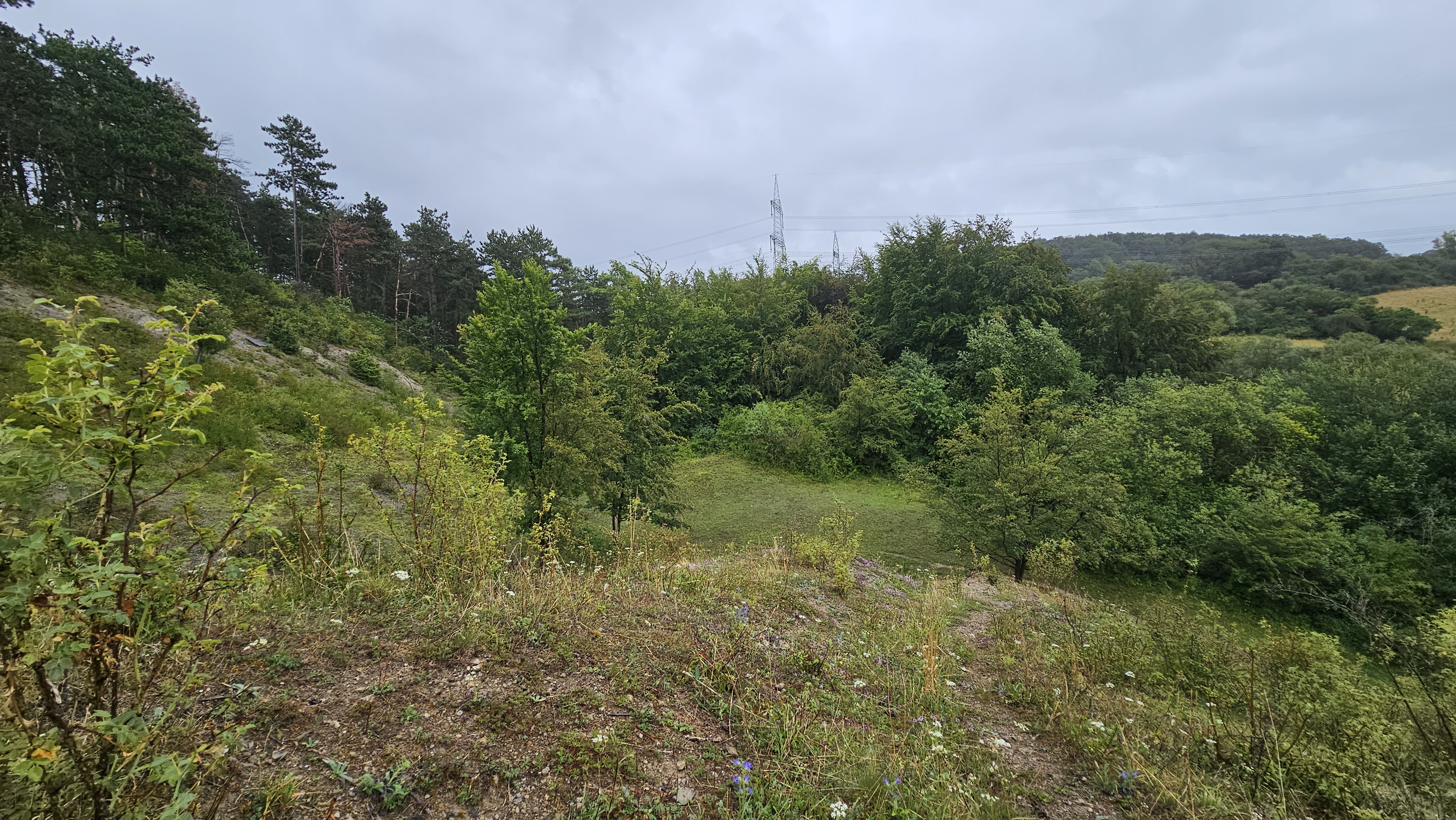 Kalkberg mit Blick auf das artenarme Kiefernwaldstück (links) und das vielfältige Laubbaumwaldstück (rechts).