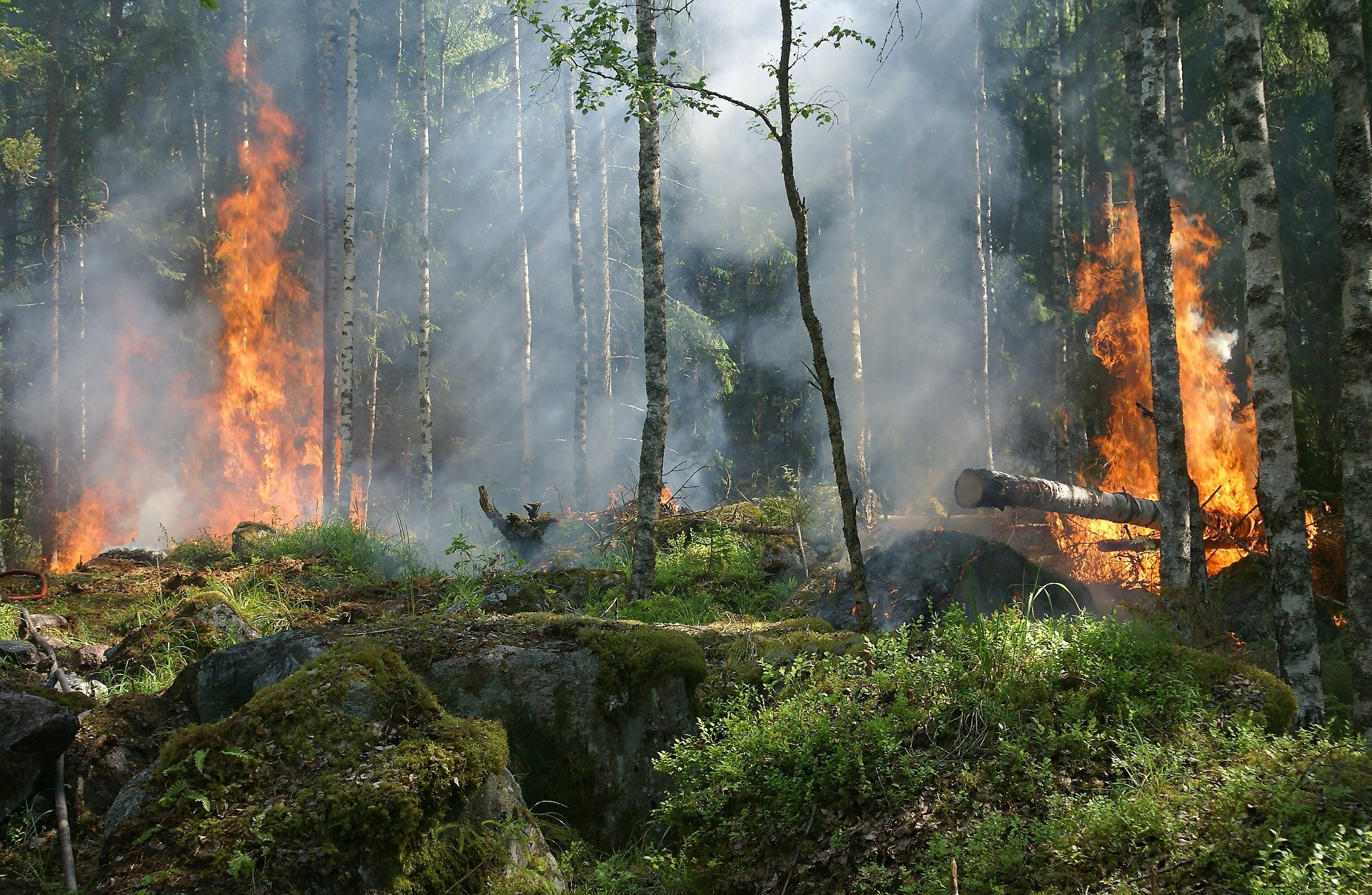 Beispielbild Waldbrand